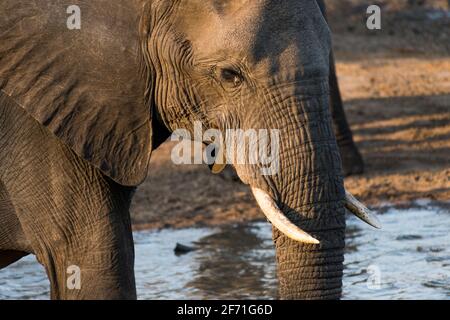 Un éléphant d'Afrique Loxodonta africana dans un trou d'eau de la réserve de gibier de Manyeleti, parc national du Grand Kruger, Afrique du Sud Banque D'Images