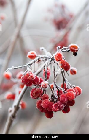 baies rouges de viburnum sur branche, recouvertes de givre, gros plan Banque D'Images