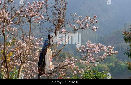 Pharping, Bagmati, Népal. 4 avril 2021. Un népalais ramasse les fleurs de la montagne Ebony (Koiralo dans la langue locale) de l'arbre pour les vendre sur le marché de Pharping, à la périphérie de Katmandou, au Népal, le 4 avril 2021. Crédit : Sunil Sharma/ZUMA Wire/Alay Live News Banque D'Images