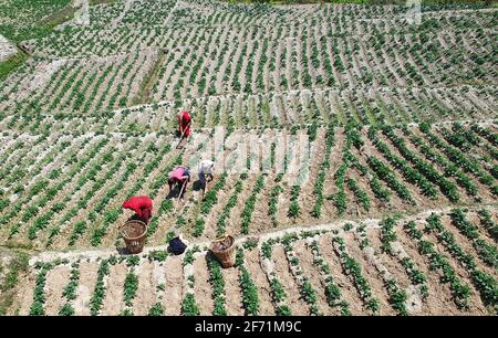 Tistung, Bagmati, Népal. 4 avril 2021. Les agriculteurs népalais travaillent sur un terrain à Tistung, à environ 50 km de Katmandou, au Népal, le 4 avril 2021. Crédit : Sunil Sharma/ZUMA Wire/Alay Live News Banque D'Images