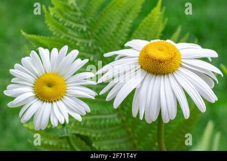 Bordure de fleurs de champ de camomille. Belle scène de nature avec des chamomilles médicales en fleur dans l'éclat du soleil Banque D'Images