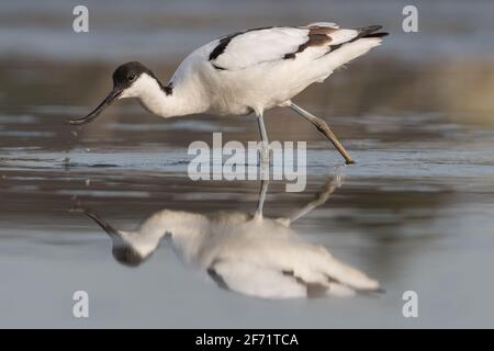 Pied avocat (Recurvirostra avosetta) debout dans les eaux peu profondes des zones humides et est à la recherche de nourriture. , photo a été prise aux pays-Bas. Banque D'Images