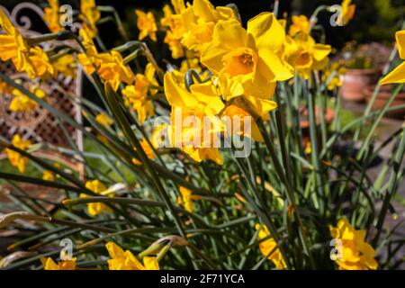 Gros plan de Narcissus Martinette à la frontière au printemps Narcissus  Martinette est jaune et orange a division 8 Tazetta jondil c'est-à-dire la  formation de bosse Photo Stock - Alamy