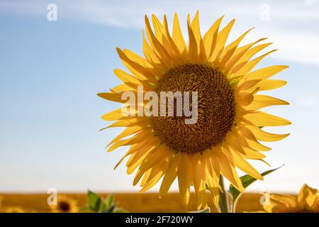 Jardin de tournesols. Les tournesols ont des avantages abondants pour la santé. L'huile de tournesol améliore la santé de la peau et favorise la régénération cellulaire Banque D'Images