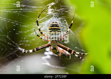 Araignée jaune et noire dans sa toile d'araignée sur naturel lumière extérieure Banque D'Images