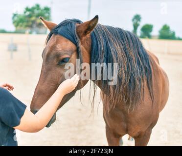 Main de la femme touchant un adorable cheval à la ferme. Banque D'Images