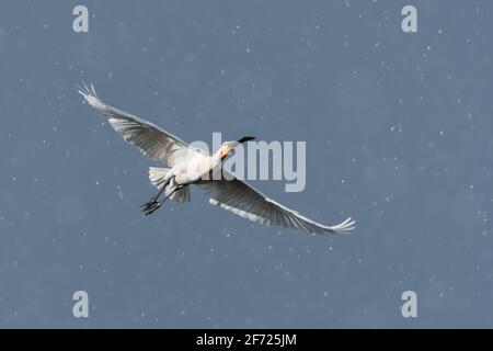 Il a hélé, il a pris de l'assaut et le soleil a brillé en même temps que le spoonbill eurasien (Platalea leucorodia) en vol. Photographié aux pays-Bas. Banque D'Images