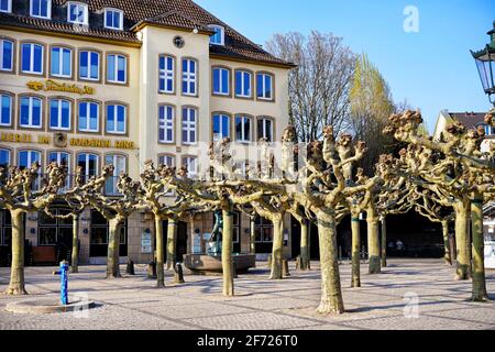 La place historique de Burgplatz dans la vieille ville de Düsseldorf, près du Rhin, avec de vieux platanes en premier plan et un bâtiment de brasserie en arrière-plan. Banque D'Images