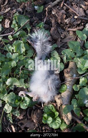 Un bébé le grand héron gris a trouvé mort, jeté du nid par ses parents. Les hérons eux-mêmes jettent les faibles du nid et élèvent les plus forts Banque D'Images