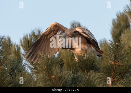 Le héron gris (Ardea cinerea) rabats ses ailes au sommet de l'arbre. Photographié aux pays-Bas. Banque D'Images