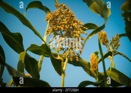 La plante de sorgho, aussi connu sous le nom de Jowar en Inde, en Afrique de l'Ouest comme maïs de Guinée, et en Chine comme kaoliang Banque D'Images