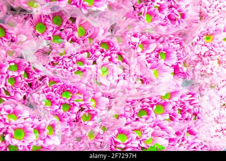 Chrysanthèmes roses avec inflorescences jaunes bouquets de noyau gros plan Banque D'Images