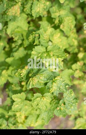 Les feuilles de cassis affectées par les pucerons du Galle sont en vue rapprochée Banque D'Images