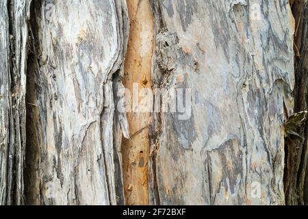 Gros plan de l'écorce de l'arbre Melaleuca également connu sous le nom d'arbre Paperbark, près de Darwin dans le territoire du Nord de l'Australie Banque D'Images