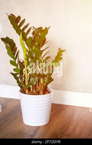 plante verte zamioculcas zamiifolia dans un pot de fleurs blanches sur un plancher en bois brun contre un mur en béton gris. intérieur minimal d'une pièce à la maison ou y Banque D'Images