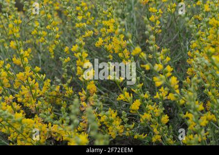 Fleurs de la zone humide de Marjal del Moros à Sagunto, Valence Banque D'Images