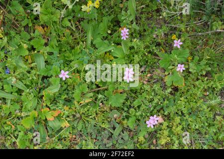 Fleurs de la zone humide de Marjal del Moros à Sagunto, Valence Banque D'Images