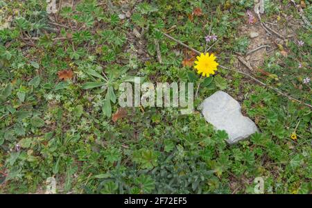 Fleurs de la zone humide de Marjal del Moros à Sagunto, Valence Banque D'Images