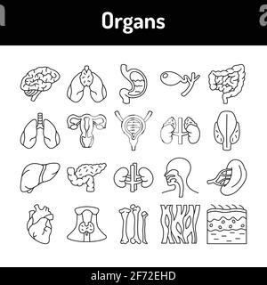 Icônes de ligne d'organes définies. Elément vectoriel isolé. Pictogrammes de contour pour la page Web, l'application mobile, la promotion. Contour modifiable. Illustration de Vecteur