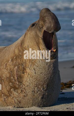 Le Sud de l'homme éléphant de mer (Mirounga leonina) avec la bouche ouverte et roaring pendant la saison de reproduction sur l'île de Sea Lion dans les îles Falkland. Banque D'Images