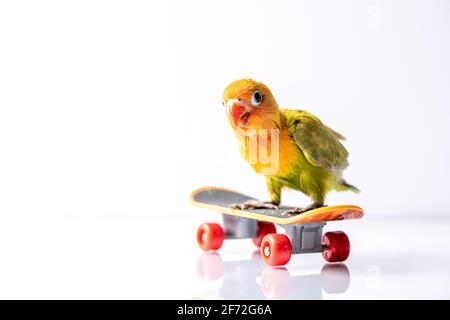 Un oiseau d'amour coloré poussin sur un skateboard sur un blanc arrière-plan Banque D'Images