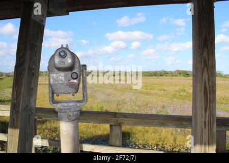 Jumelles dans une tour de marais en Floride. Banque D'Images