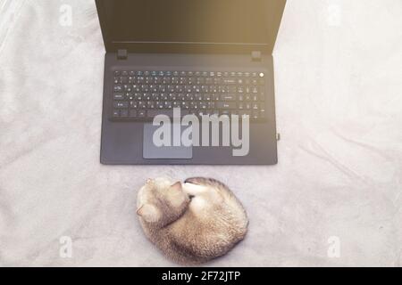 Le chaton blanc repose sur une couverture et regarde l'écran de l'ordinateur portable. Humour. Formation en ligne, travail à domicile, freelance. Banque D'Images