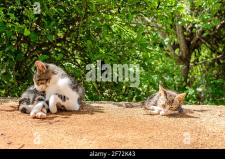 Chat et Kitten sur fond vert Banque D'Images