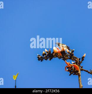 Sunbird aux rumpes violettes buvant du nectar de la flamme de la forêt fleur Banque D'Images