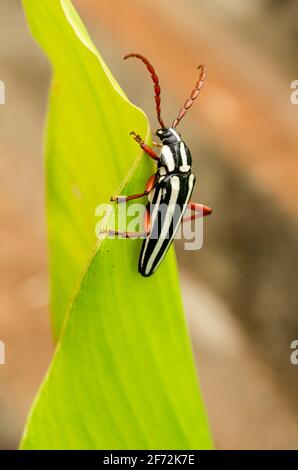 Près de Longicorne Beetle Banque D'Images