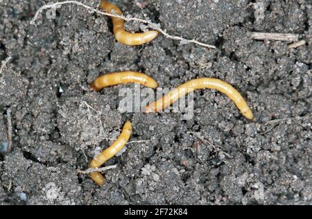 Vers-fils - larves d'Agriotes une espèce de coléoptères de la famille des Elateridae. Il est communément appelé le coléoptère de clic doublé Banque D'Images