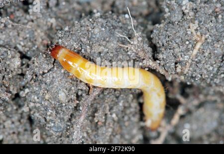 Vers-fils - larves d'Agriotes une espèce de coléoptères de la famille des Elateridae. Il est communément appelé le coléoptère de clic doublé Banque D'Images