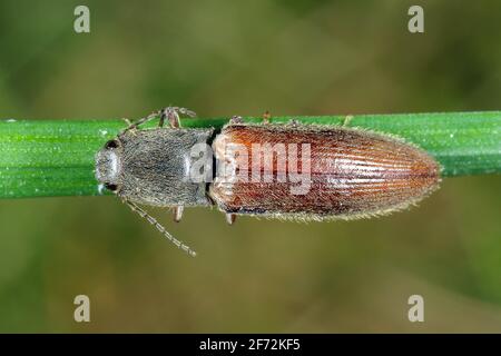 Athous est un coléoptère de clic une espèce de coléoptère de la famille des Elateridae. Il est communément appelé le coléoptère de clic doublé. Il les larves sont importantes pe Banque D'Images