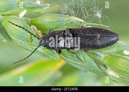 Hemitrepidius niger est un coléoptère de la famille des Elateridae. Il est communément appelé le coléoptère de clic doublé. Il larves sont Banque D'Images