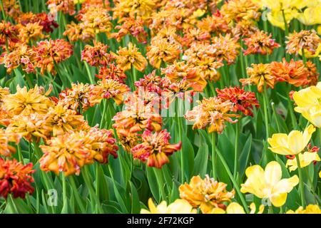 Fleurs séchées tulipes dans un lit de fleurs dans le parc Banque D'Images