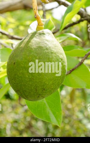 Avocat sur arbre Banque D'Images