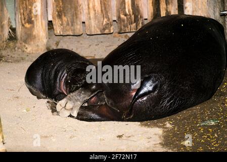 Pygmée Hippopotamus (Choeropsis liberiensis ou Hexaprotodon liberiensis) mère avec bébé Banque D'Images