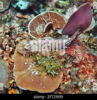 Poissons à scorpion de couleur naturelle se cachant dans les récifs coralliens d'El Nido, Philippines Banque D'Images