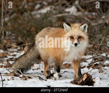 Profil de renard rouge unique en gros plan marchant vers vous et regardant l'appareil photo pendant la saison d'hiver dans son habitat avec fond de neige flou. Fox image. Banque D'Images