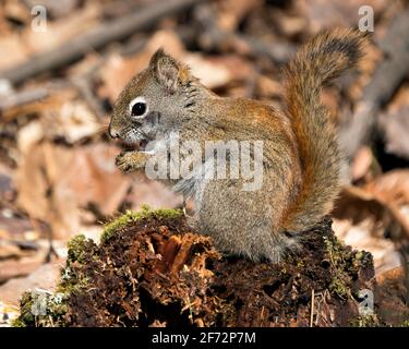 Écureuil gros plan vue profil assis sur une souche de mousse dans la forêt montrant une queue broussâtre, fourrure brune, nez, yeux, pattes avec un arrière-plan flou . Banque D'Images