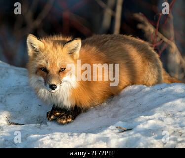 Vue en gros plan du renard rouge en hiver, sur la neige avec un arrière-plan de forêt flou et en profitant de son environnement et de son habitat. Fox image. Banque D'Images