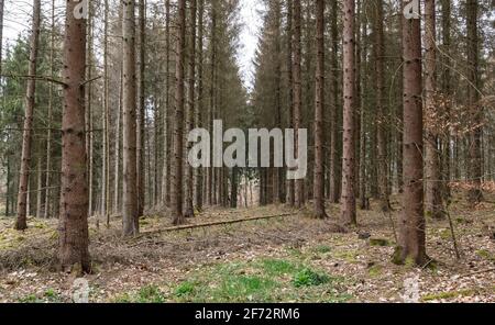 Scène forestière avec des conifères dans les bois à Westerwald, Rhénanie-Palatinat, Allemagne, Europe Banque D'Images