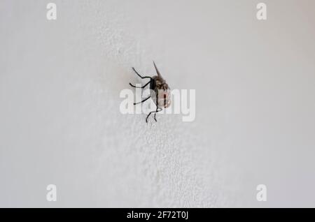 House Fly sur le mur blanc Banque D'Images