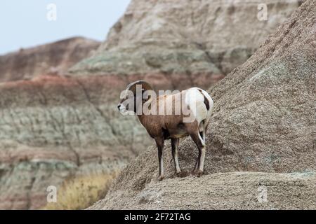 Bighorn RAM dans le parc national des Badlands, Dakota du Sud Banque D'Images