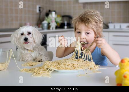 Petit garçon blond, tout-petit enfant, manger des spaghetti pour le déjeuner et faire un désordre à la maison dans la cuisine, petit chien maltais de chiot assis à côté de lui et wat Banque D'Images