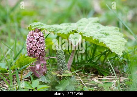 Fleur de butterbur et jeune feuille (Petasites hybridus) en Écosse, au Royaume-Uni Banque D'Images