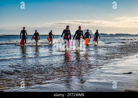 Groupe de nageurs sauvages sortant de la mer sur la rive avec Bass Rock à l'horizon à Firth of Forth, North Berwick, East Lothian, Écosse, Royaume-Uni Banque D'Images