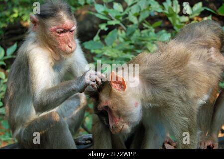 Un singe rhésus macaque (Macaca Mulatta) piquant des puces et des tiques du cuir chevelu d'un autre membre de son groupe familial - une femelle plus âgée. Animal sauvage Banque D'Images