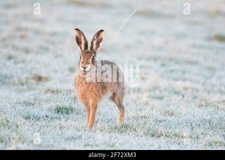 Lièvre (Lepus europaeus) dans Frost - Écosse, Royaume-Uni Banque D'Images