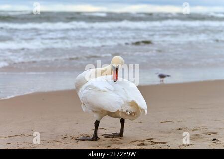 Cygne blanc muet se tenant sur une plage de sable près de la mer Baltique et nettoyant ses plumes. Faune, paysage marin. Banque D'Images